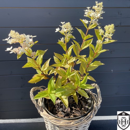 Hydrangea paniculata 'Confetti' - Aedhortensia 'Confetti' C5/5L